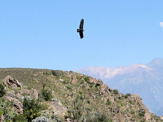 Bird over Cruz del Condor in Peru